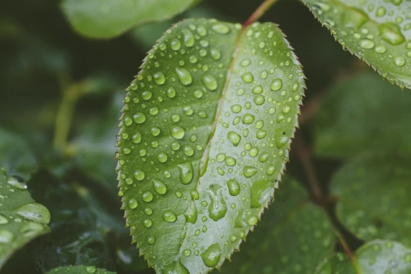 Foglia verde ricoperta di gocce d'acqua dopo la pioggia, natura rigogliosa dell'Isola d'Elba